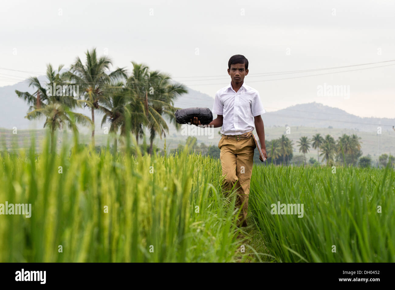 Indian teenage ragazzo scuola attraversando a piedi una risaia andando a scuola. Andhra Pradesh, India Foto Stock
