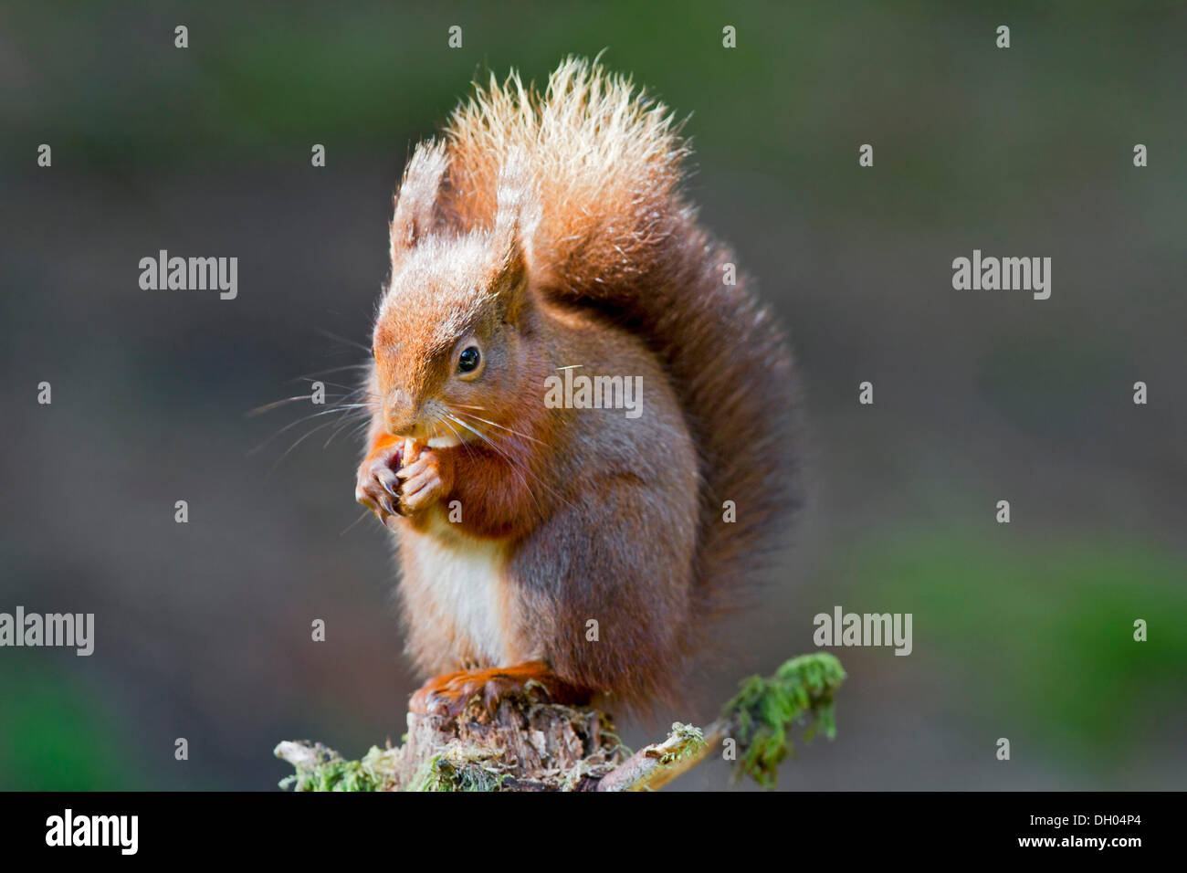 Red scoiattolo (Sciurus vulgaris), nord ovest Inghilterra, Regno Unito, Europa Foto Stock