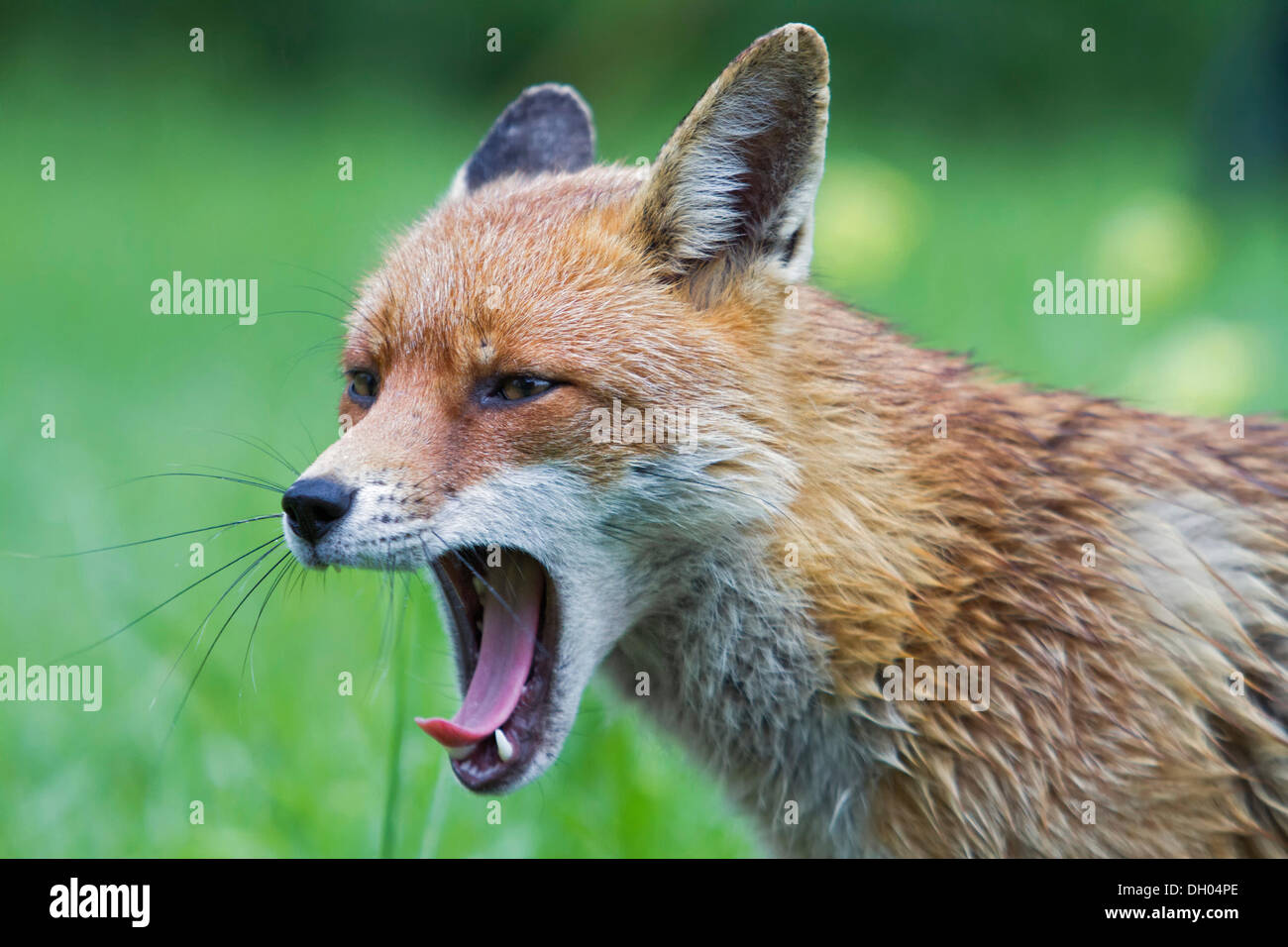 Red Fox (Vulpes vulpes vulpes), sbadigli, sud-est dell' Inghilterra, Regno Unito, Europa Foto Stock