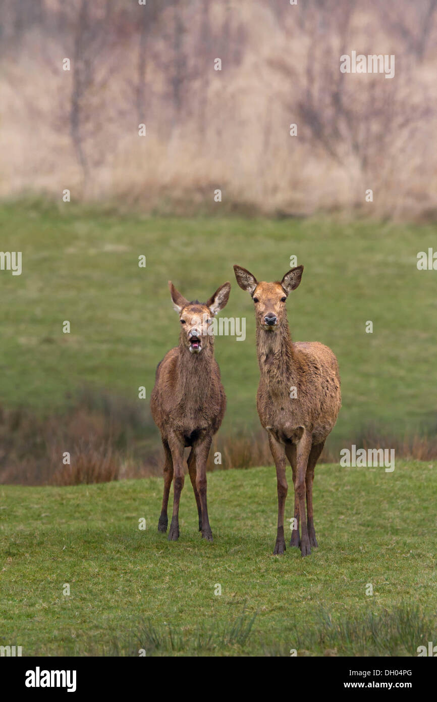 Femmina rosso cervo (Cervus elaphus) e capretti maschio, South Wales, Regno Unito, Europa Foto Stock