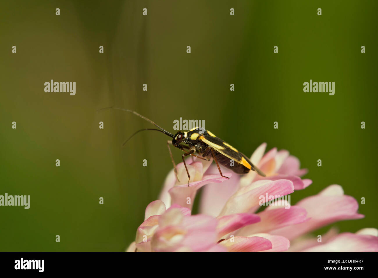 Bug del capside (Grypocoris stysi), sul trefolo, South Wales, Regno Unito, Europa Foto Stock