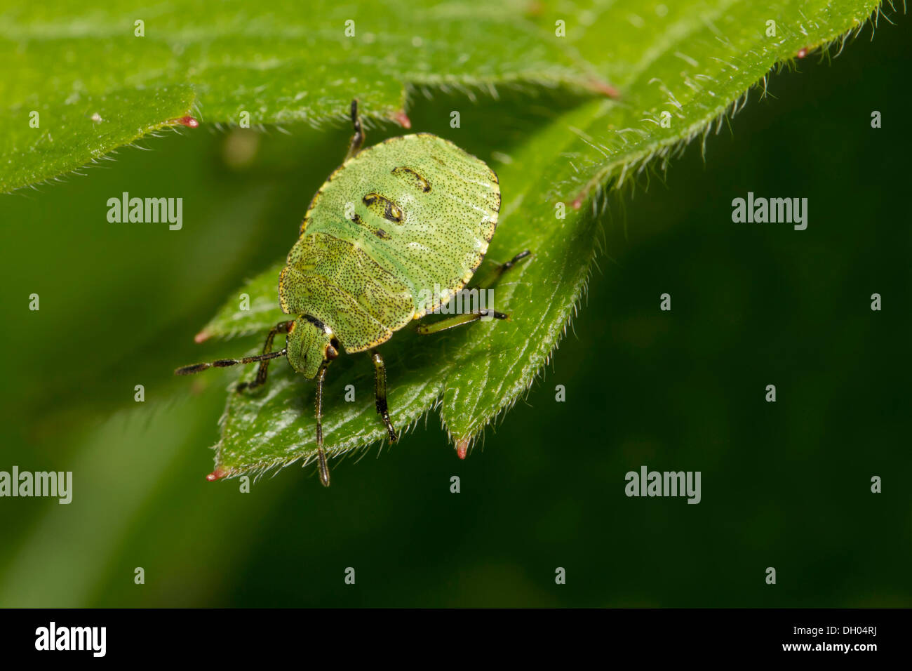 Verde comune shieldbug (Palomena prasina), terza ninfa instar, sulla foglia, South Wales, Regno Unito, Europa Foto Stock