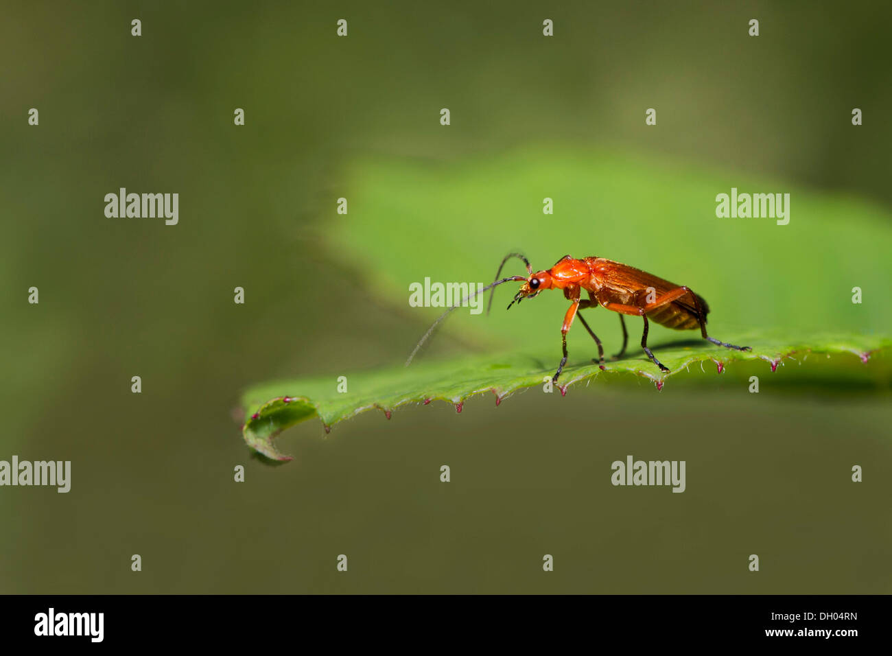 Comune soldato rosso beetle (Rhagonycha fulva), su una foglia verde, South Wales, Regno Unito, Europa Foto Stock