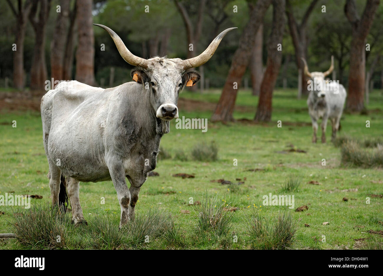 Maremma bovini, vacche, il Parco Regionale della Maremma, Parco Naturale della Maremma nei pressi di Alberese, Provincia di Grosseto, Toscana, Italia Foto Stock