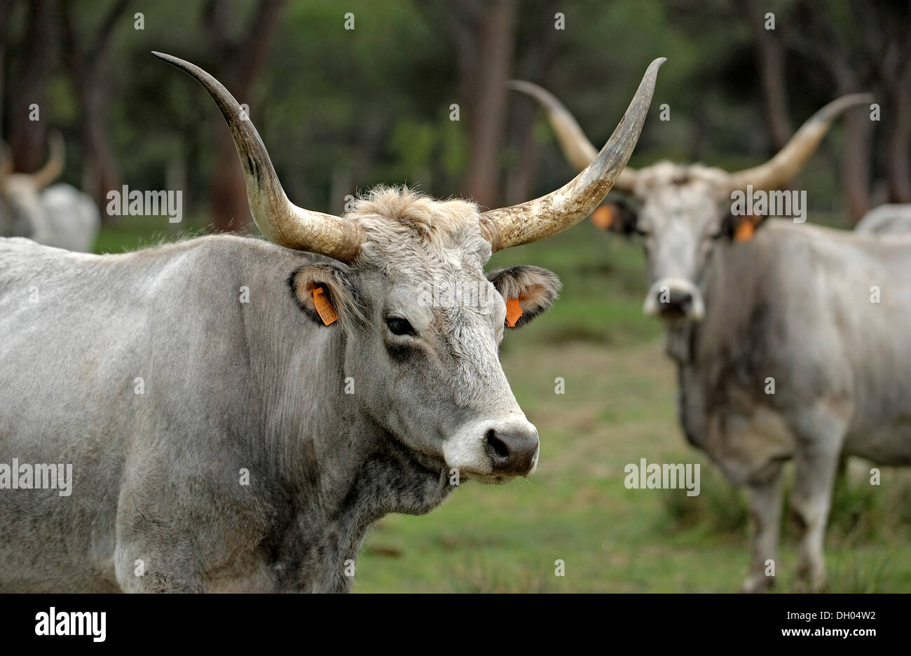 Maremma bovini, vacche, il Parco Regionale della Maremma, Parco Naturale della Maremma nei pressi di Alberese, Provincia di Grosseto, Toscana, Italia Foto Stock