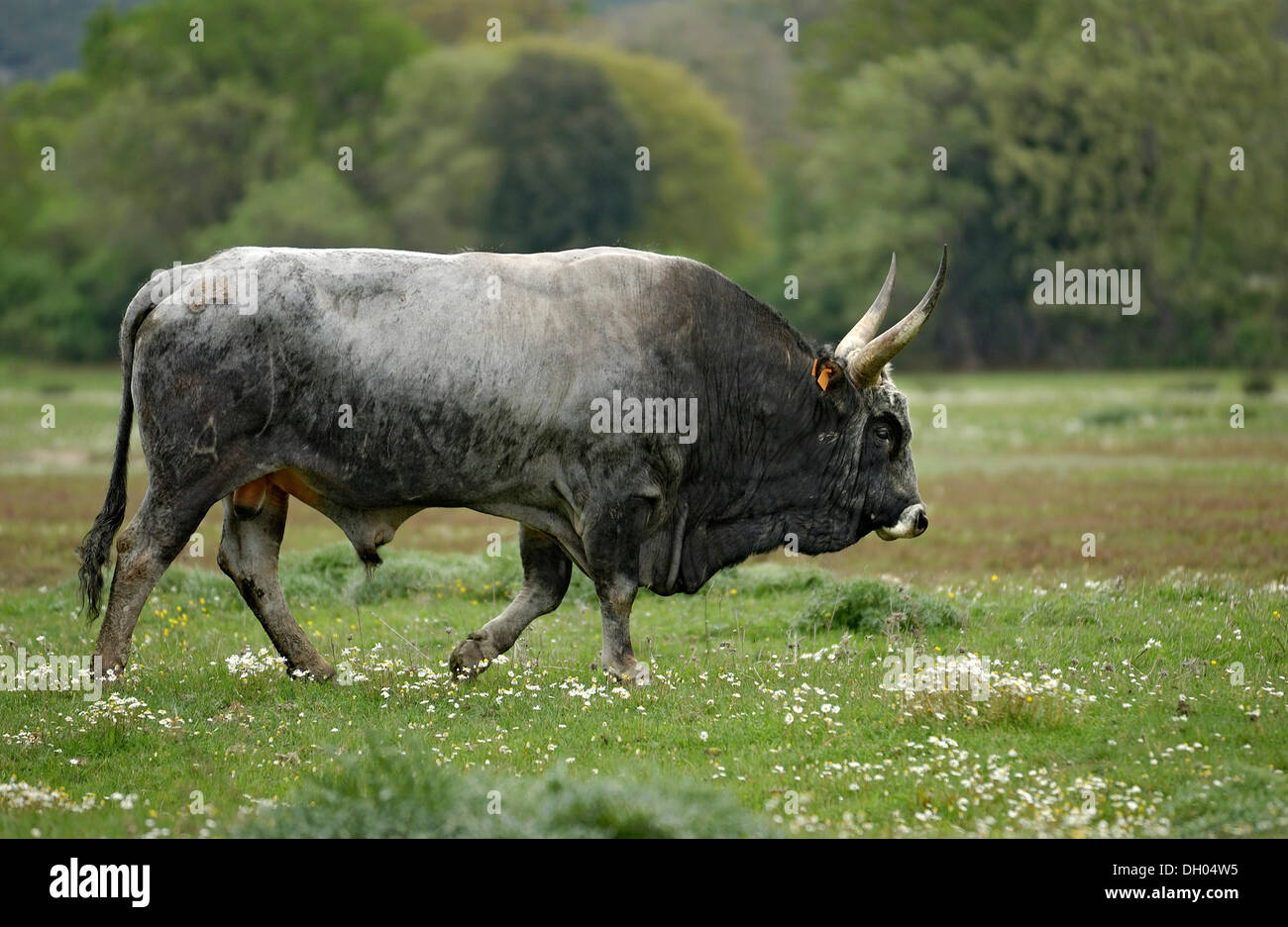 Maremma Bovini (Bos primigenius taurus), Bull, il Parco Regionale della Maremma, Parco Naturale della Maremma nei pressi di Alberese Foto Stock