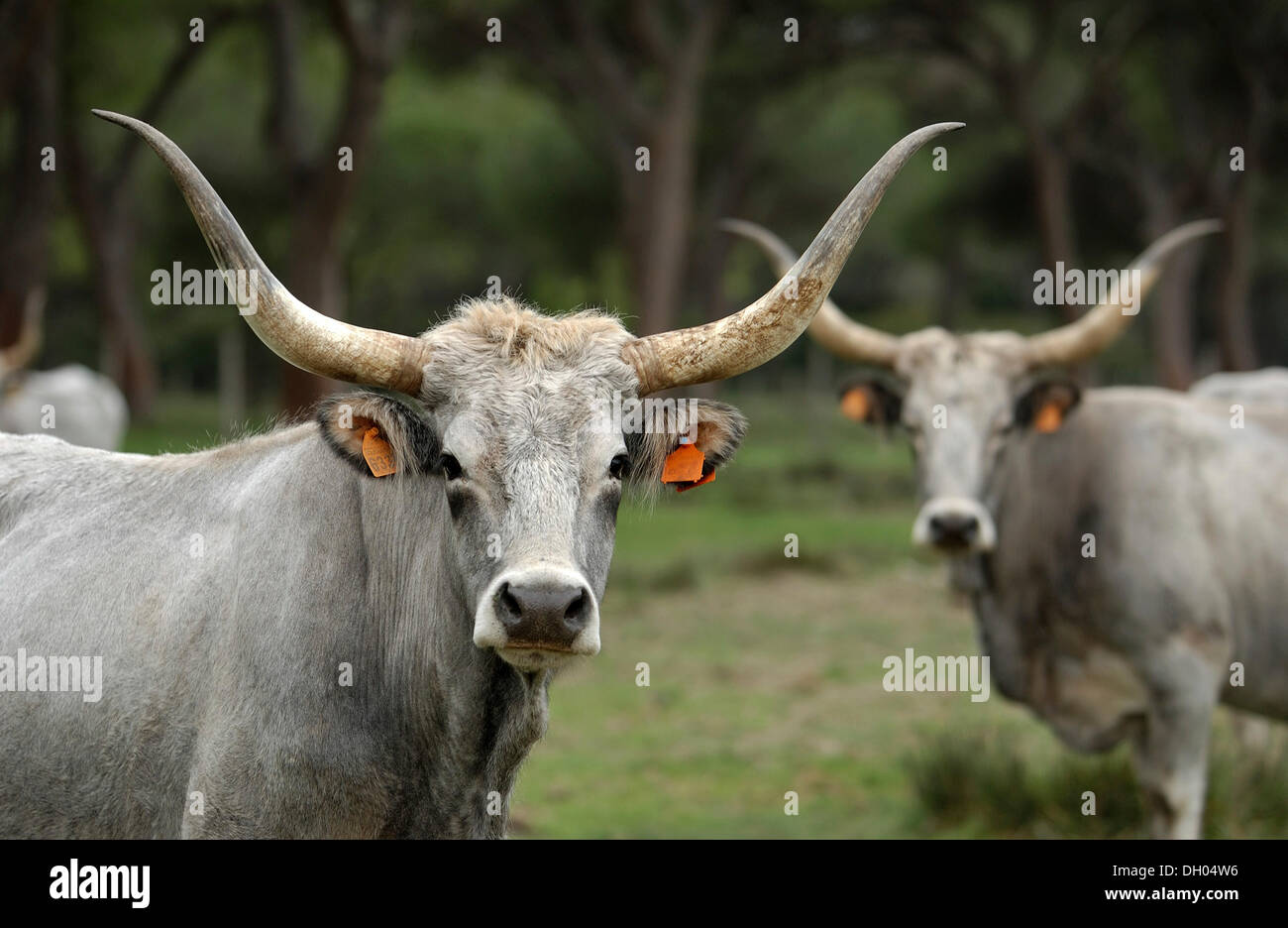 Maremma bovini, vacche, il Parco Regionale della Maremma, Parco Naturale della Maremma nei pressi di Alberese, Provincia di Grosseto, Toscana, Italia Foto Stock