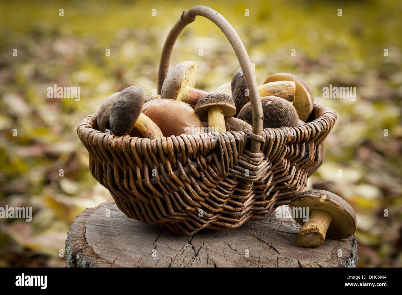 Piccolo cestino con l'autunno di funghi Foto Stock