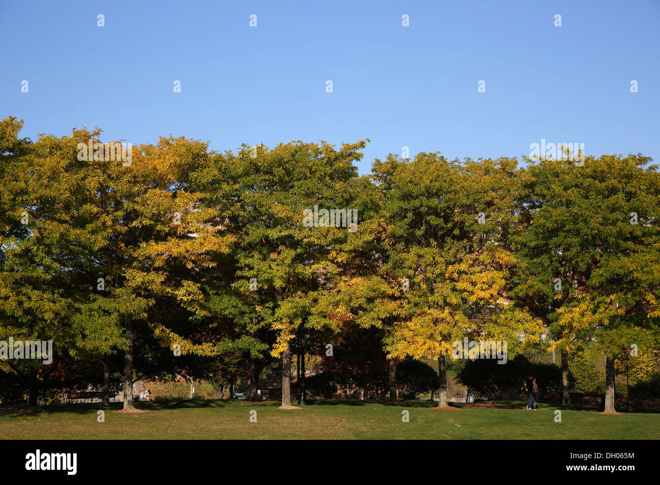 Ruotando gli alberi di colore in Piers Park, Boston, Massachusetts, STATI UNITI D'AMERICA Foto Stock