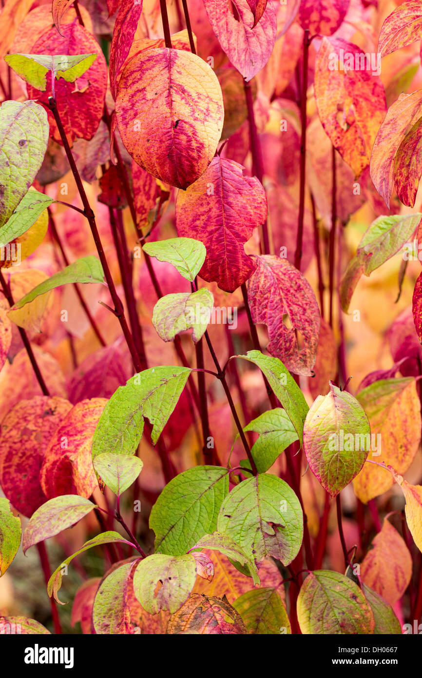 Foglie di Cornus Alba sibirica nell'autunno 2013 Foto Stock