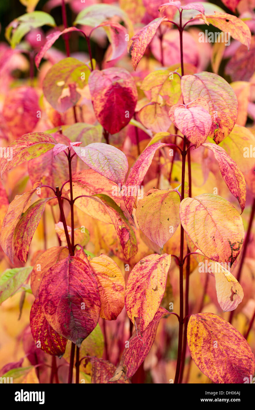 Foglie di Cornus Alba sibirica nell'autunno 2013 Foto Stock