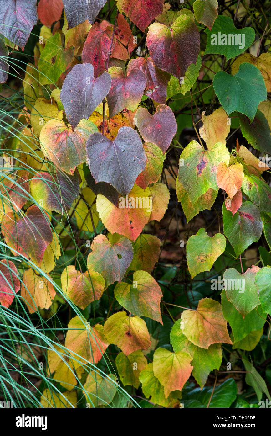 Vitis coignetiae Claret mantello Crimson vite gloria, Autunno 2013 Foto Stock