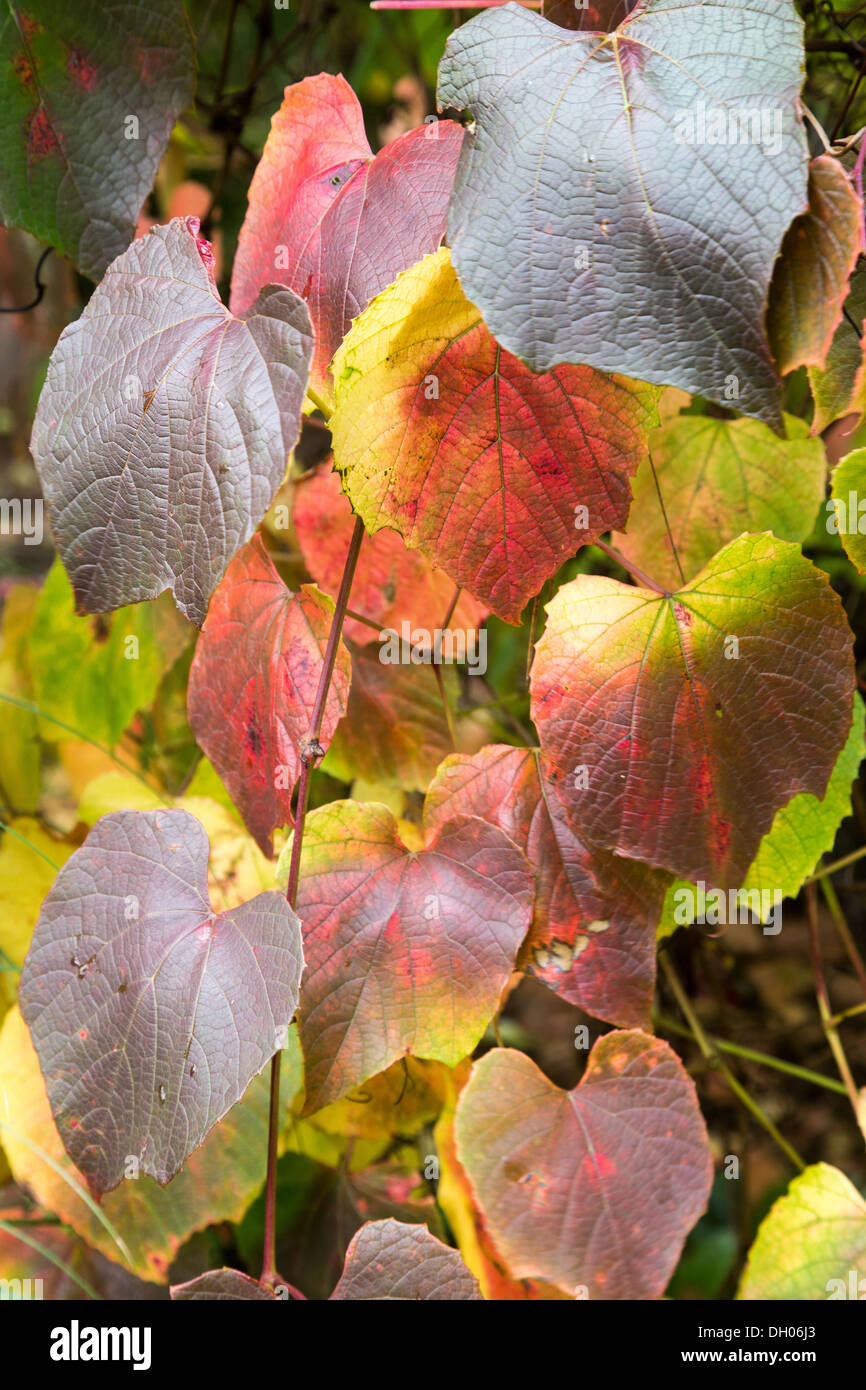 Vitis coignetiae Claret mantello in autunno 2013 Foto Stock