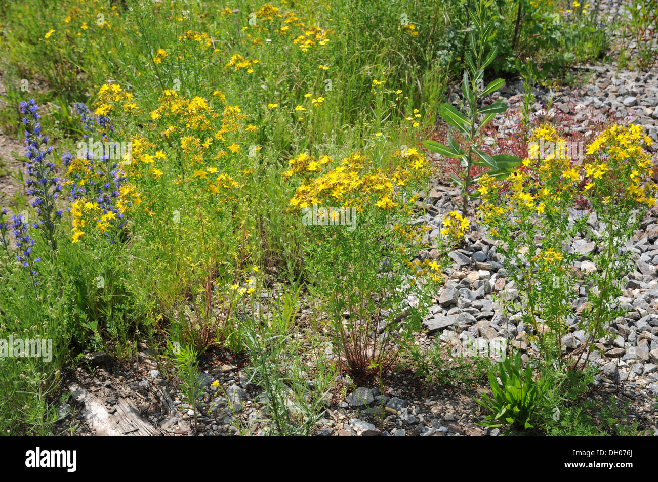 St. Johns Wort Foto Stock