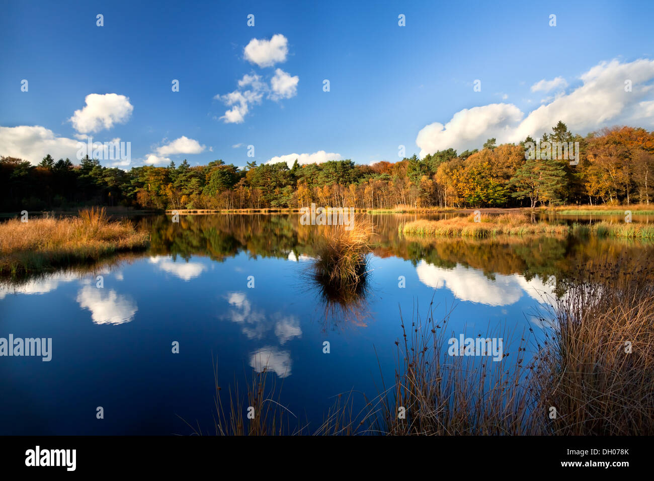 Sunshine su oro autunno foresta intorno al lago selvaggio, Mensingebos, Drenthe, Paesi Bassi Foto Stock