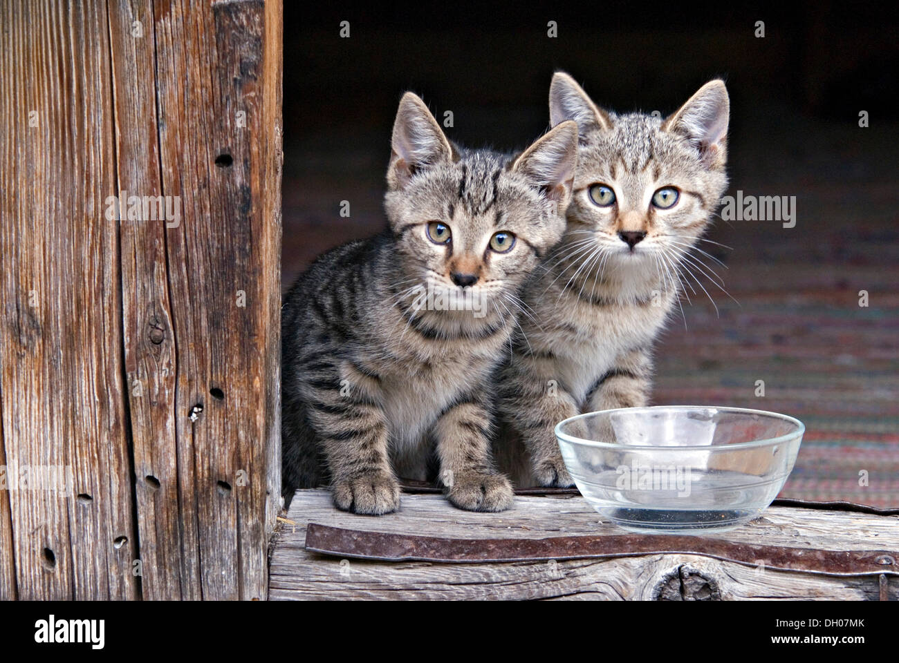 Giovani gatti domestici, gattini, Eng-Alm, montagne Karwendel, Tirolo, Austria, Europa Foto Stock