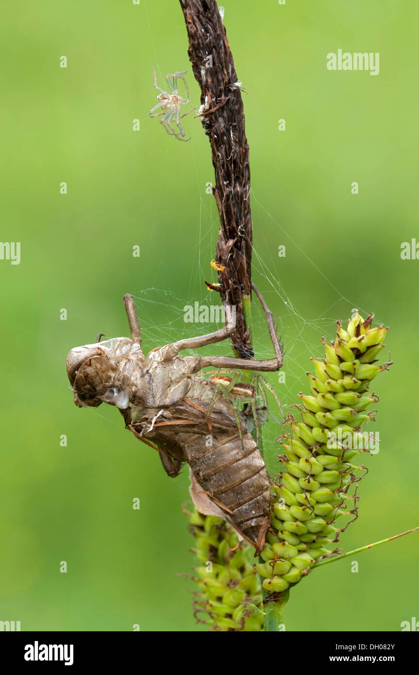 Raft Spider (Dolomedes fimbriatus), Filz, Woergl, Tirolo, Austria, Europa Foto Stock