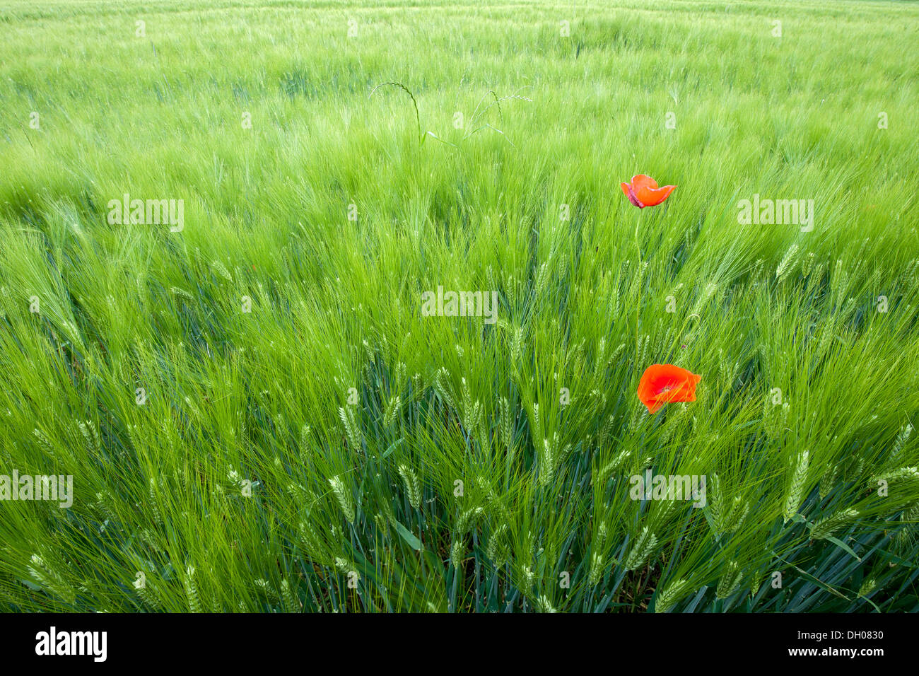 Campo di grano con mais Papavero (Papaver rhoeas), Schwaz, in Tirolo, Austria, Europa Foto Stock