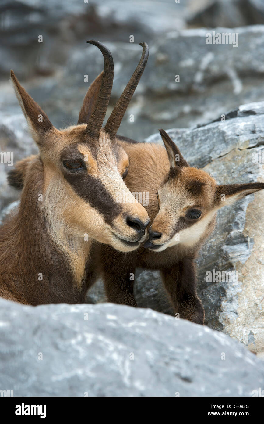 Il camoscio con capretta (Rupicapra rupicapra), Lo Zoo alpino di Innsbruck in Tirolo, Austria, Europa Foto Stock