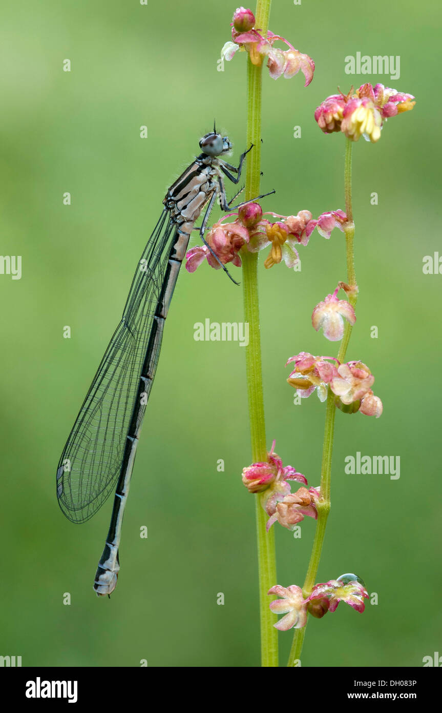 Azure Damselfly (Coenagrion puella), femmina, sul campo (acetosa Rumex acetosella), Filz, Woergl, Tirolo, Austria, Europa Foto Stock