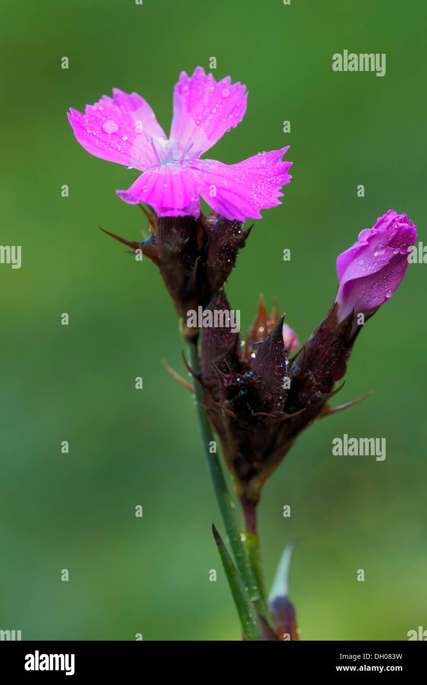 Rosa dei certosini (Dianthus carthusianorum), Fliess, Tirolo, Austria, Europa Foto Stock