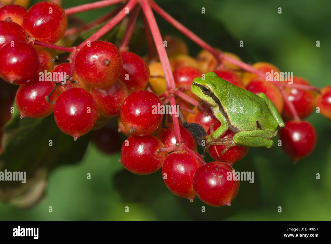 Raganella (Hyla arborea) su viburno Rose, acqua sambuco o europeo (Cranberrybush Viburnum opulus), Loar, Kramsach Foto Stock