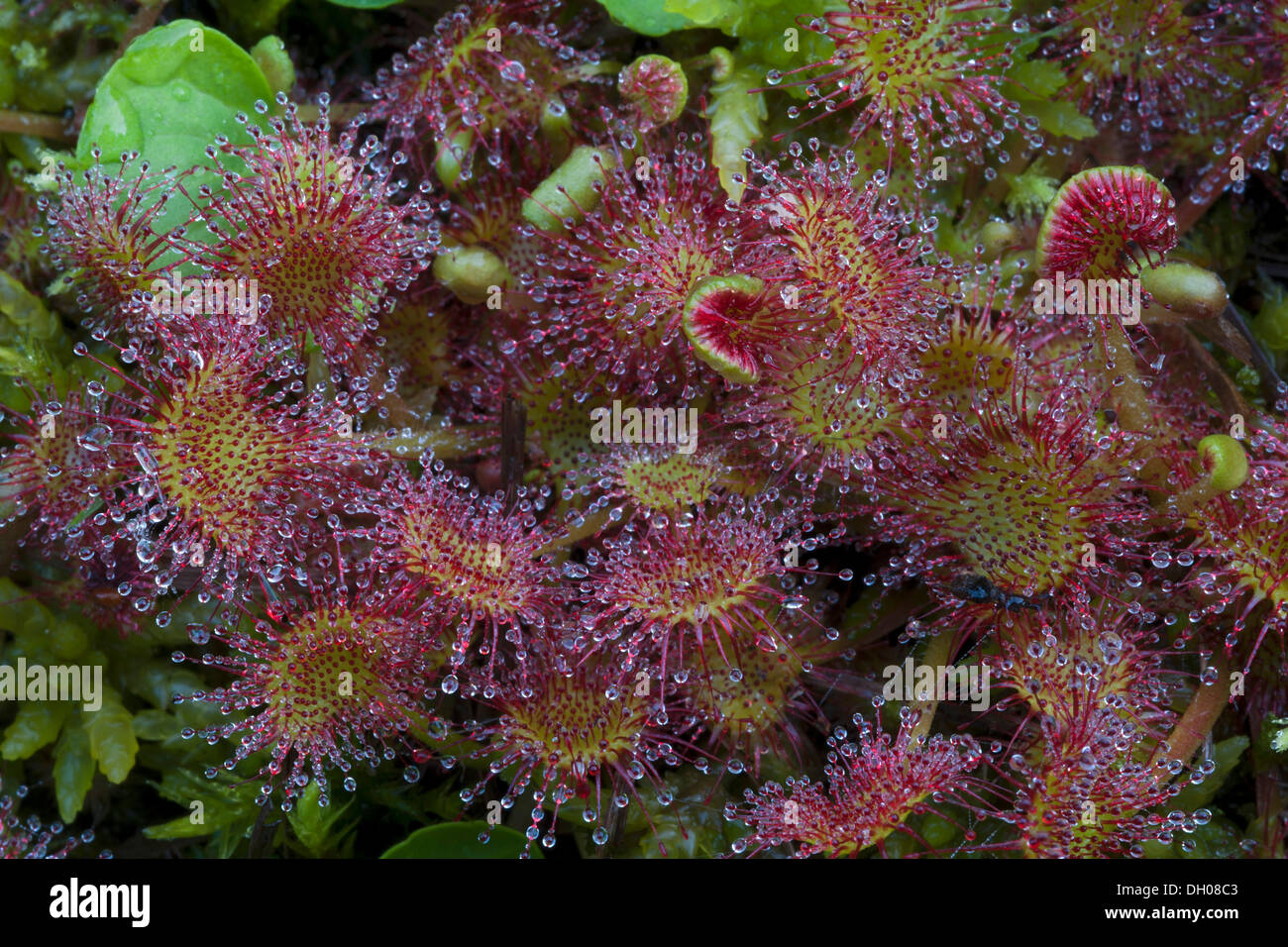 Sundew comune (drosera rotundifolia), Filz, Woergl, Austria, Europa Foto Stock