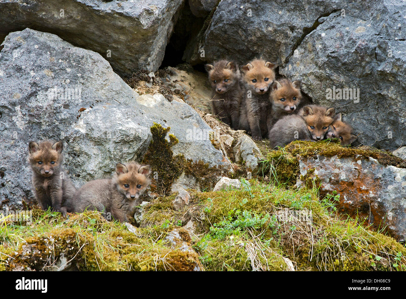 La volpe rossa (Vulpes vulpes vulpes), cubs, Schopfloch, Giura Svevo, Baden-Wuerttemberg Foto Stock