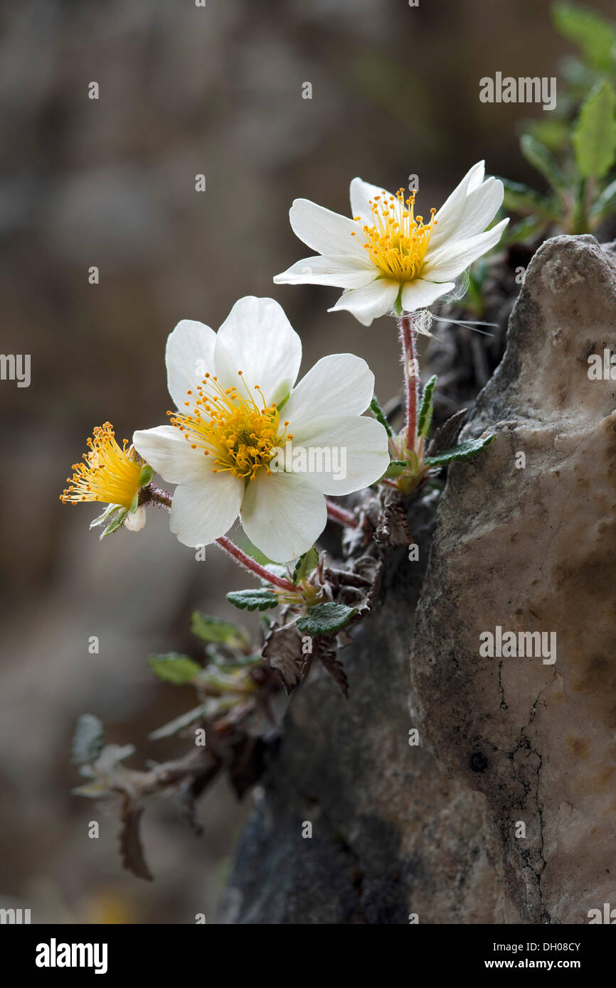 Mountain Avens, Dryas bianco o bianco (Dryad Dryas octopetala), Steinberg, Tirolo, Austria, Europa Foto Stock