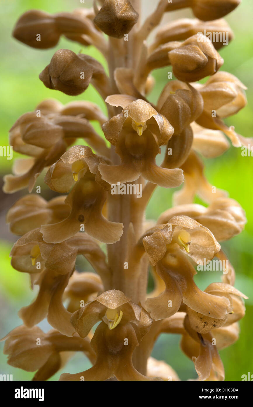 Bird's Nest Orchid (Neottia nidus-avis), Steinberg, Tirolo, Austria, Europa Foto Stock