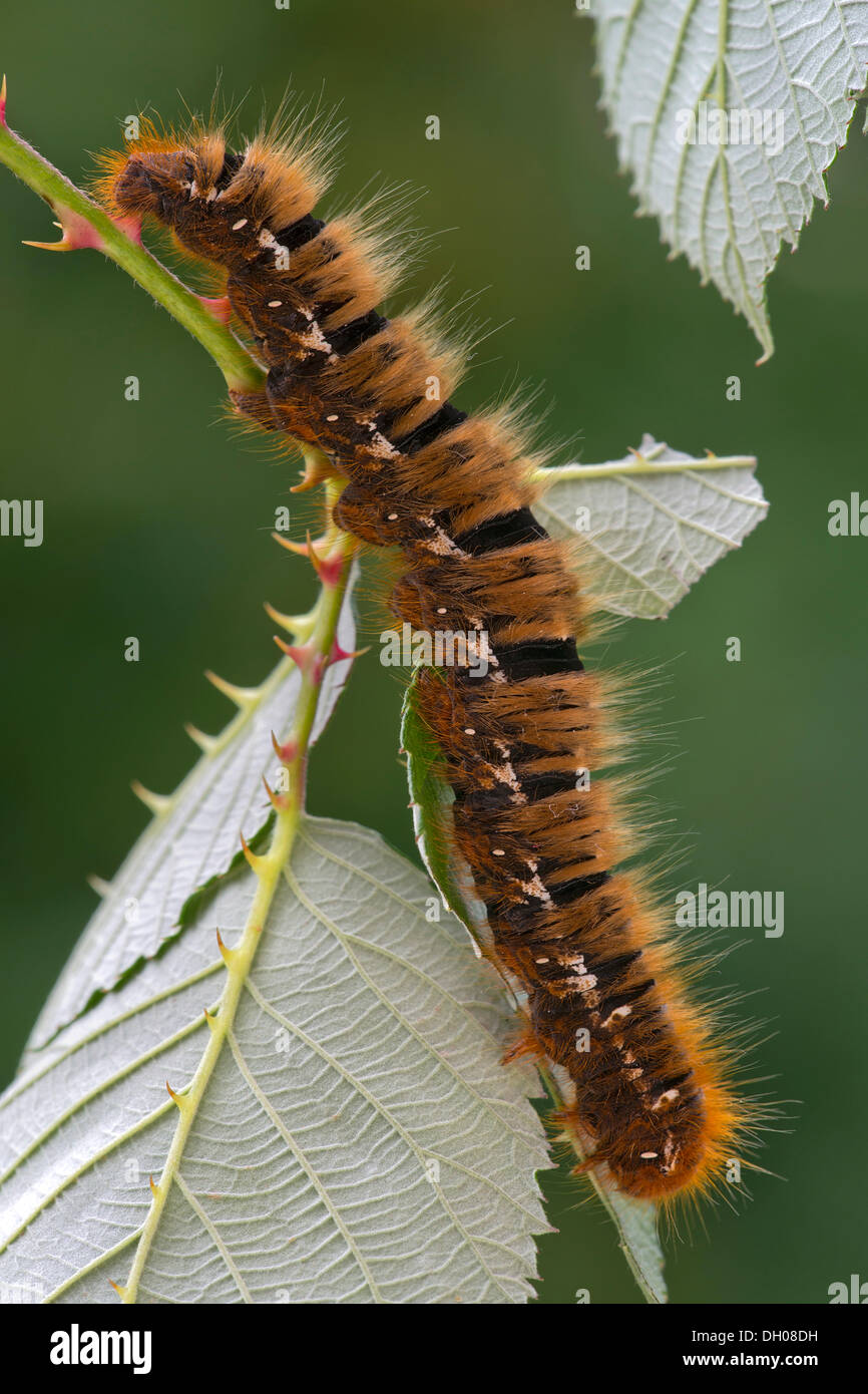 Caterpillar di una quercia Eggar Tarma (Lasiocampa quercus), Schwaz, in Tirolo, Austria, Europa Foto Stock