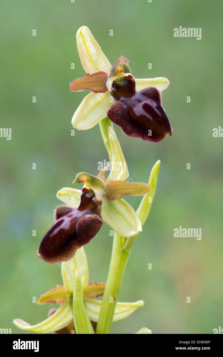 Inizio Spider Orchid (Ophrys sphegodes), Darscho-Lacke, Seewinkel, Apetlon, Burgenland, Austria Foto Stock