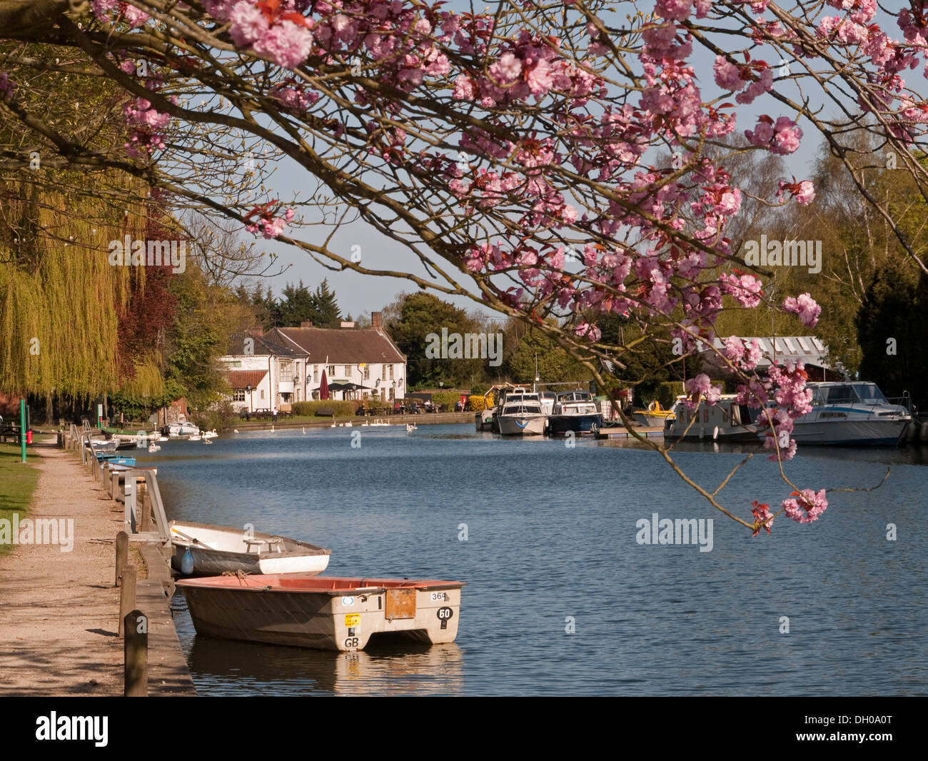 La pittoresca Norfolk Broads lungo il fiume y vengono a primavera, Thorpe St Andrew, Norwich, Norfolk, Inghilterra Foto Stock