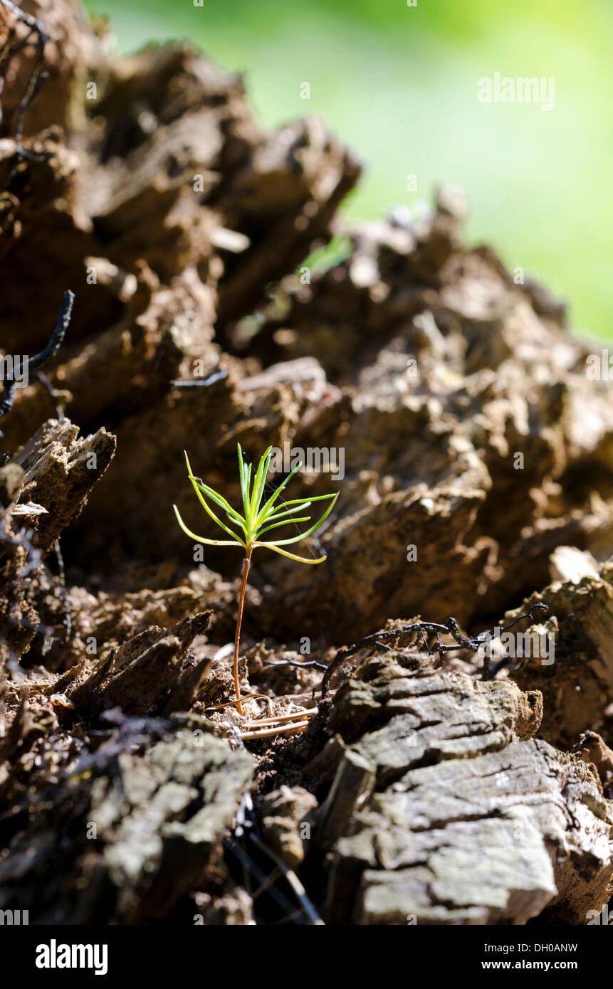 Piantina di pino, pino silvestre (Pinus sylvestris), che cresce su un tronco di albero Foto Stock