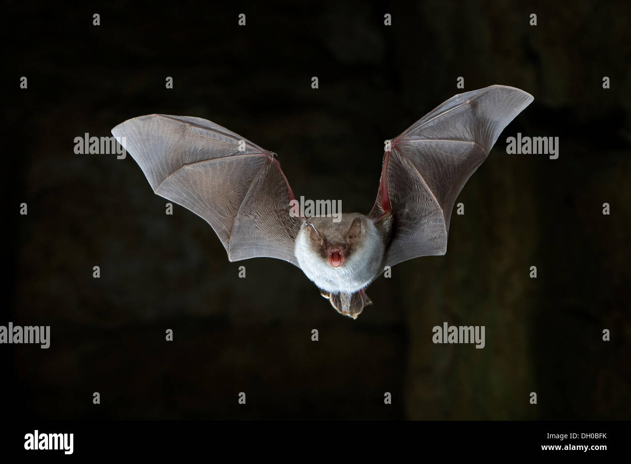 Natterer bat (Myotis nattereri) battenti in grotta, Turingia Foto Stock