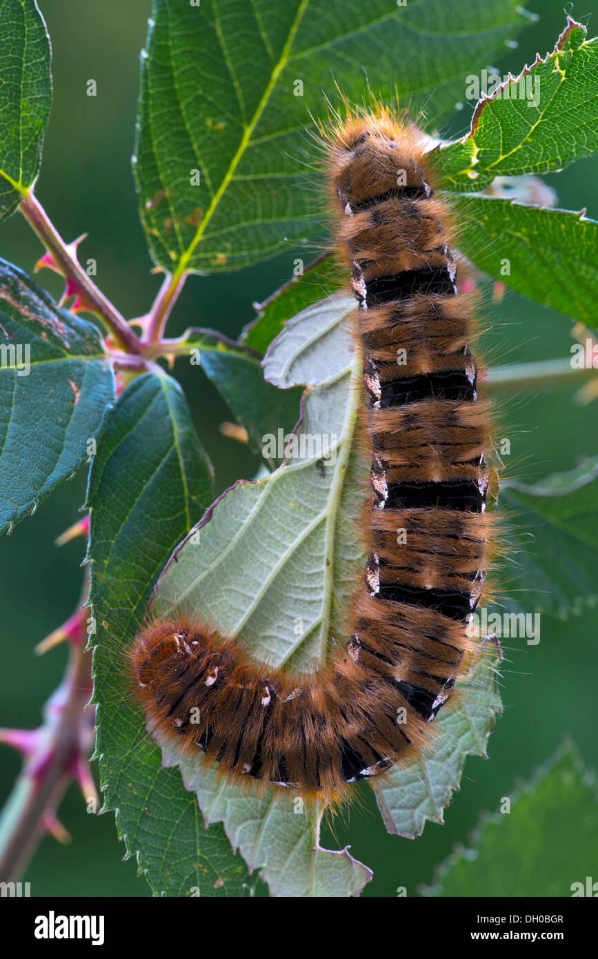 Caterpillar di una quercia Eggar Tarma (Lasiocampa quercus), Schwaz, in Tirolo, Austria, Europa Foto Stock