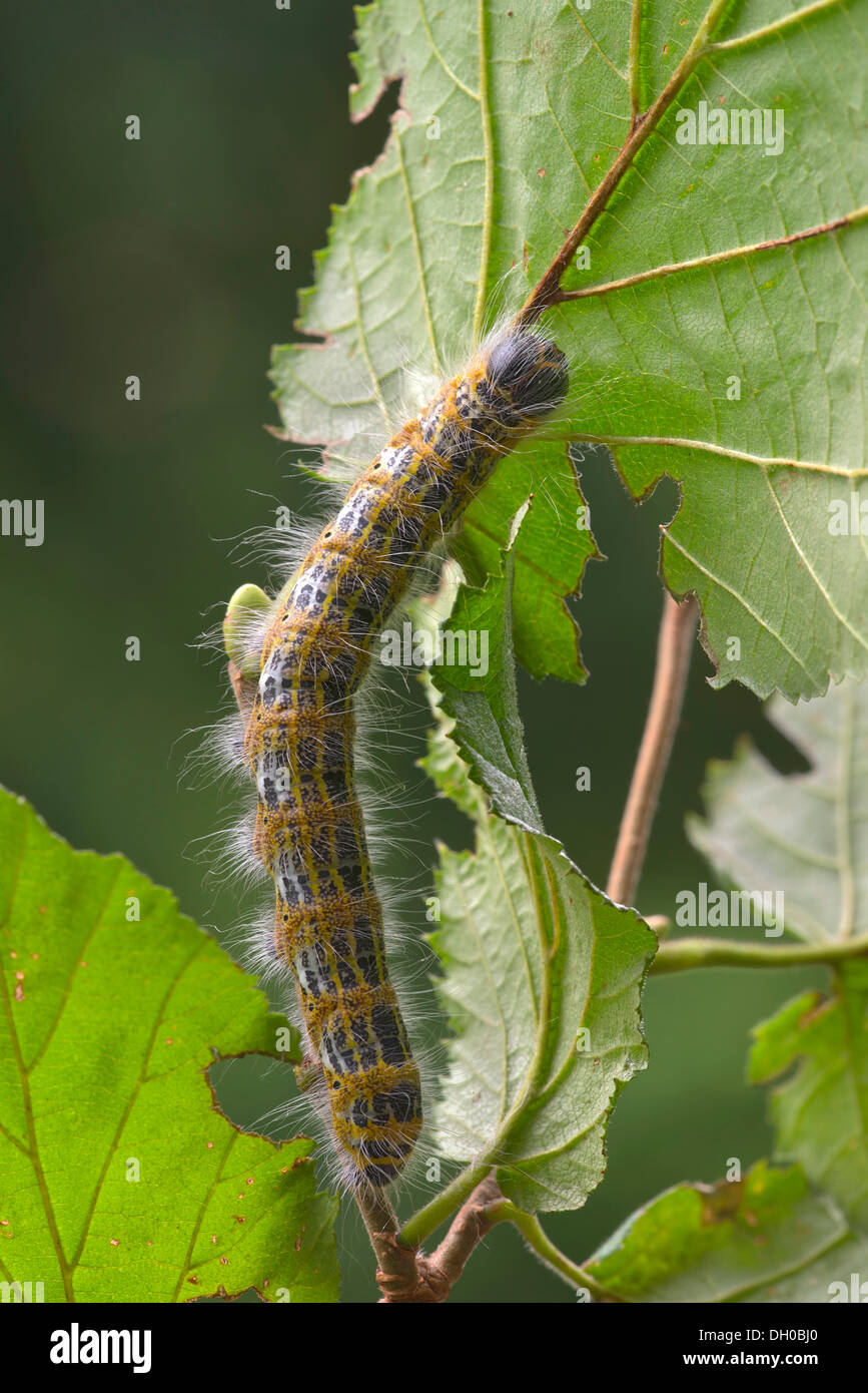 Buff-punta (Phalera bucephala), Caterpillar, Schwaz, in Tirolo, Austria, Europa Foto Stock