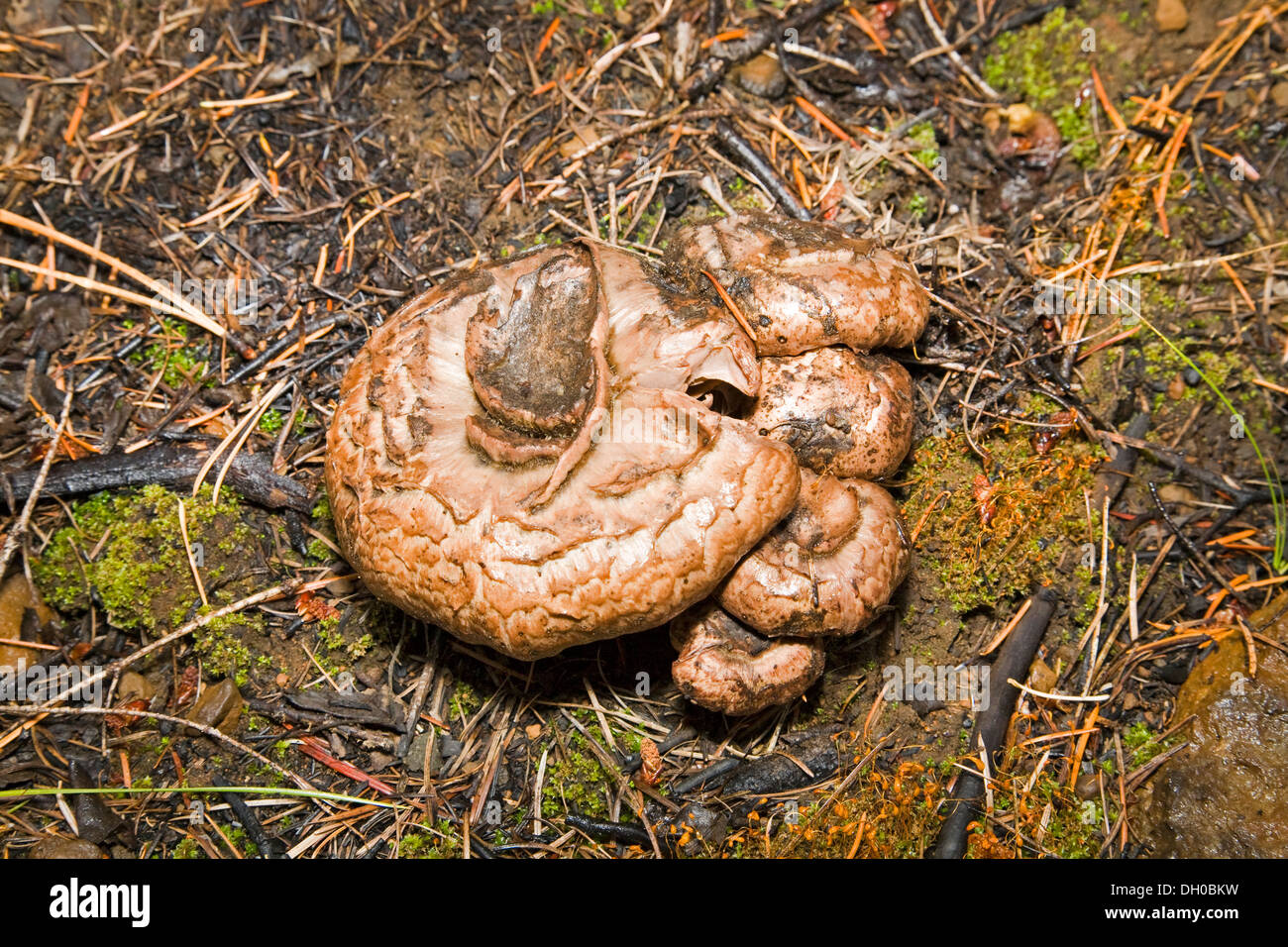 Un fungo della Chroogomphus generi, probabilmente chroogomphus helveticus, crescono nelle foreste del nord-ovest del Pacifico Foto Stock