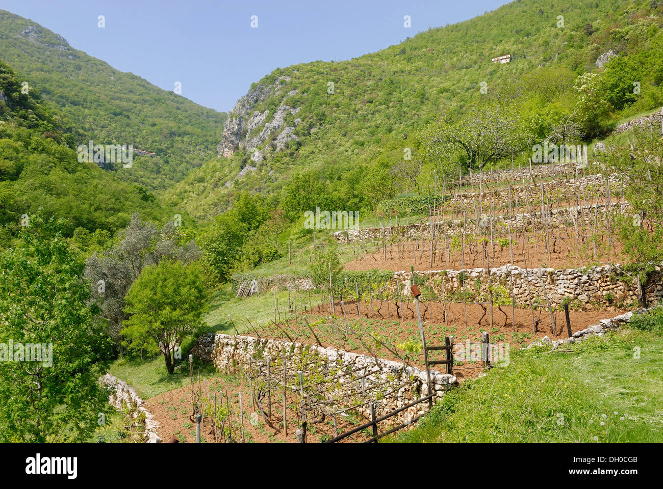 Terrazza mediterranea giardino sulla collina, di vigne e di patate, Moscenicka Draga, Golfo del Quarnero, Istria, Croazia, Europa Foto Stock