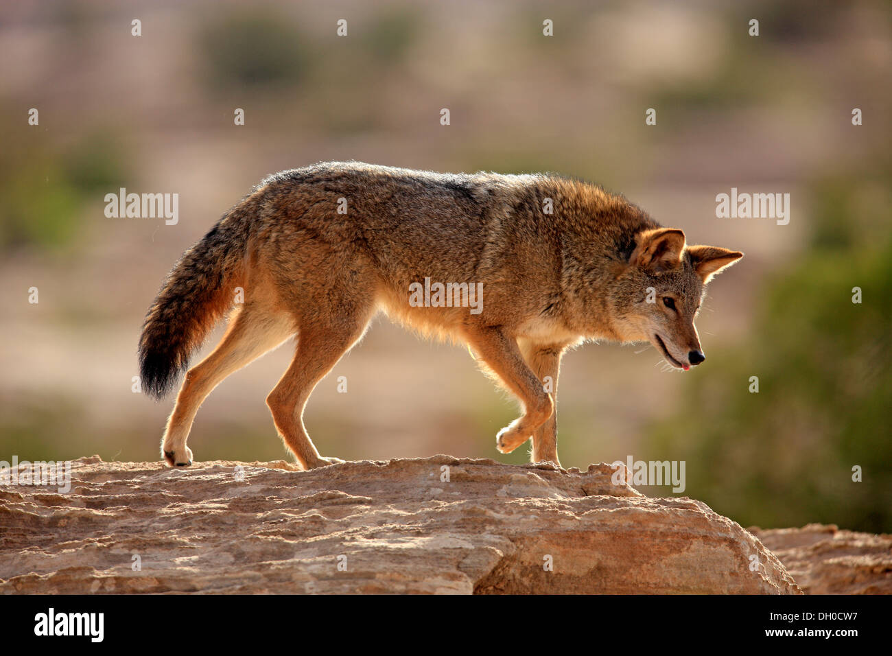 Coyote (Canis latrans), Utah, Stati Uniti Foto Stock