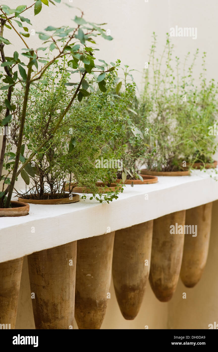 Contenitore di piante in Marocco giardino cortile Foto Stock