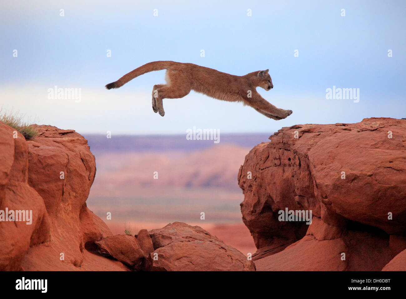 Cougar, Puma o Mountain Lion (Puma concolor), Adulto, jumping, prigionieri Monument Valley, Colorado Plateau, Utah, Stati Uniti Foto Stock