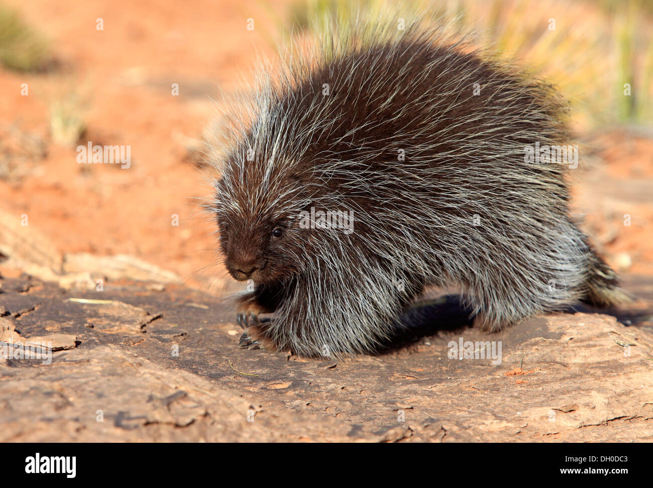 North American Porcupine (Erethizon dorsatum), Adulto, passeggiate, captive, Colorado Plateau, Utah, Stati Uniti Foto Stock