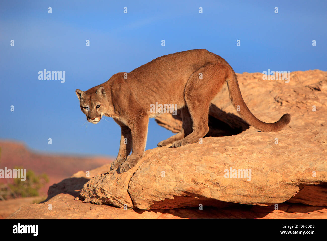 Cougar, Puma o Mountain Lion (Puma concolor), la ricerca di preda, Utah, Stati Uniti Foto Stock