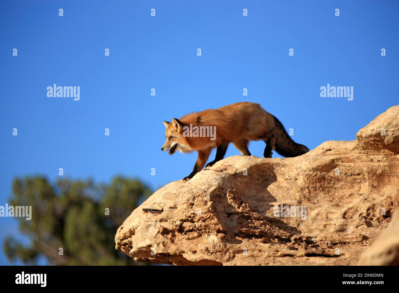 Red Fox (Vulpes vulpes vulpes), Adulto, avviso in piedi sulle rocce, prigionieri Monument Valley, Utah, Stati Uniti Foto Stock