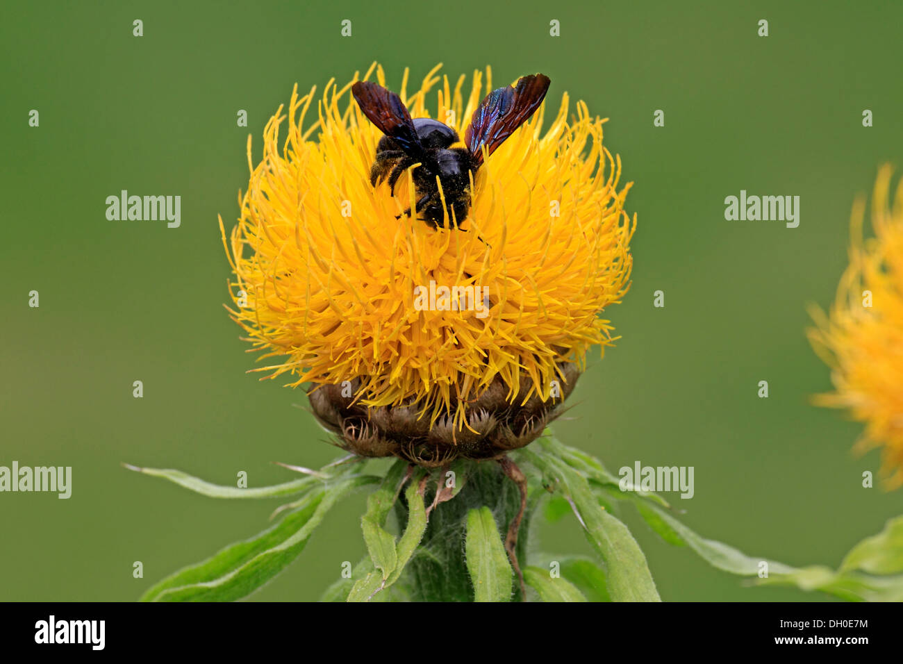 Grande Violetta Carpenter Bee (Xylocopa violacea) seduti su un fiore giallo, Ellerstadt, Renania-Palatinato, Germania Foto Stock