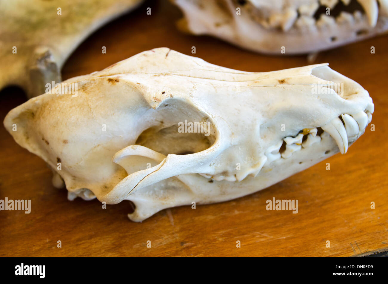 Cranio di un Orientale Coyote (Canis latrans var.) nel profilo Foto Stock