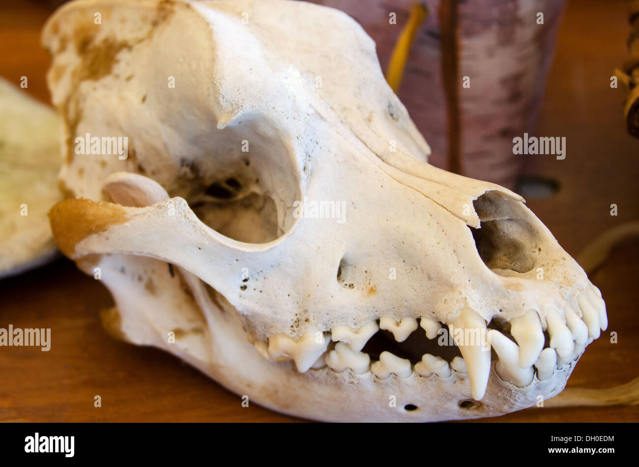 Cranio di un Orientale Coyote (Canis latrans var.) Foto Stock