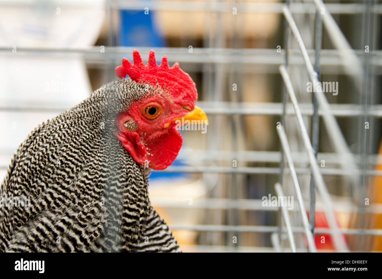 Vista di profilo di un sbarrate Plymouth Rock rooster a una fiera agricola. Foto Stock
