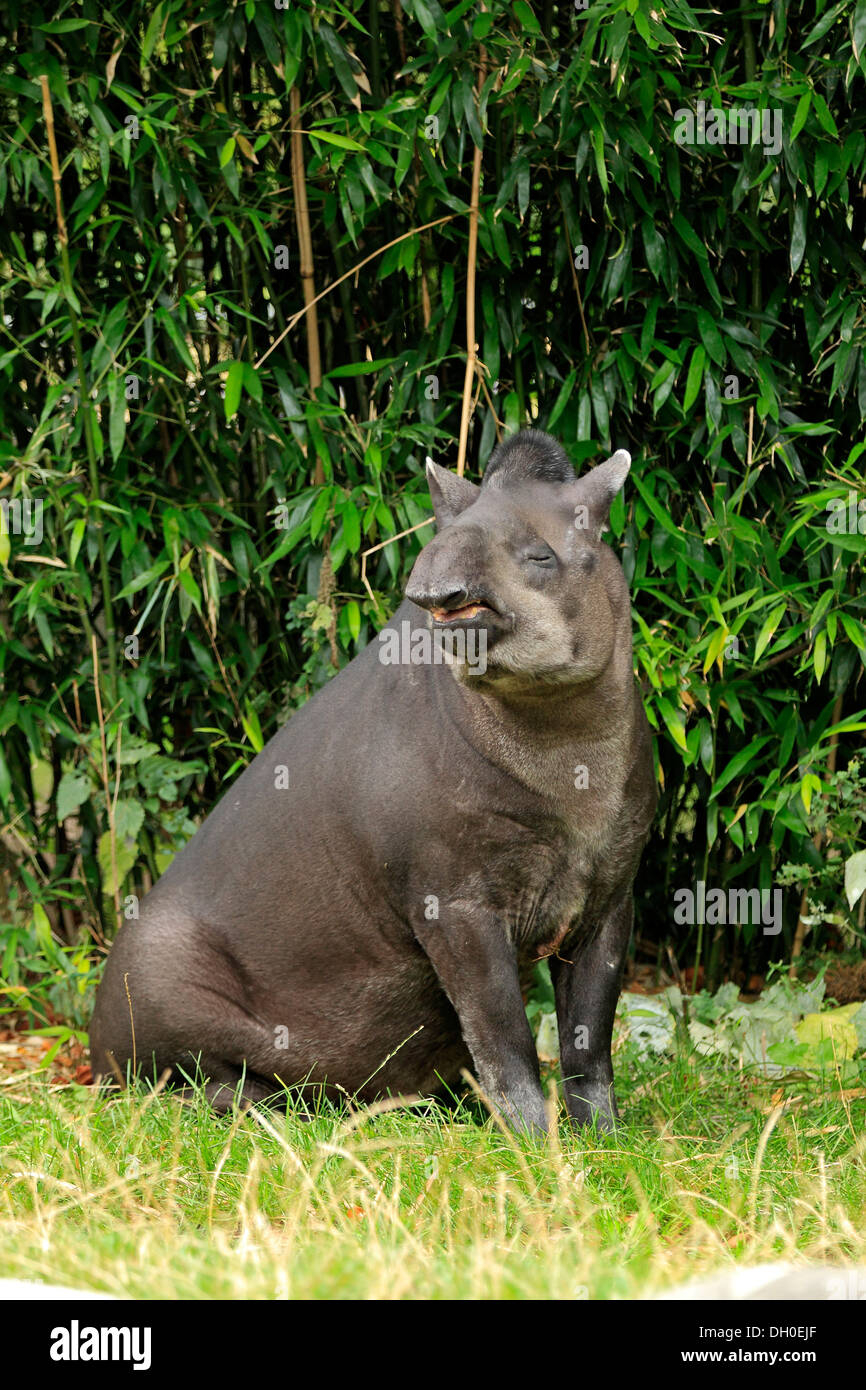 Sud Americana il tapiro (Tapirus terrestris), adulto seduto, captive di Arnhem, Gelderland, Paesi Bassi Foto Stock